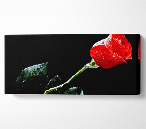 Love Of A Single Red Rose