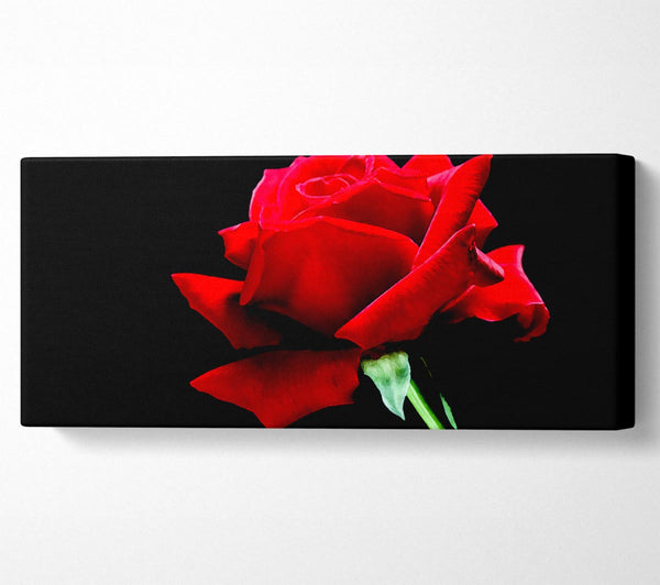 Red Rose Black Velvet