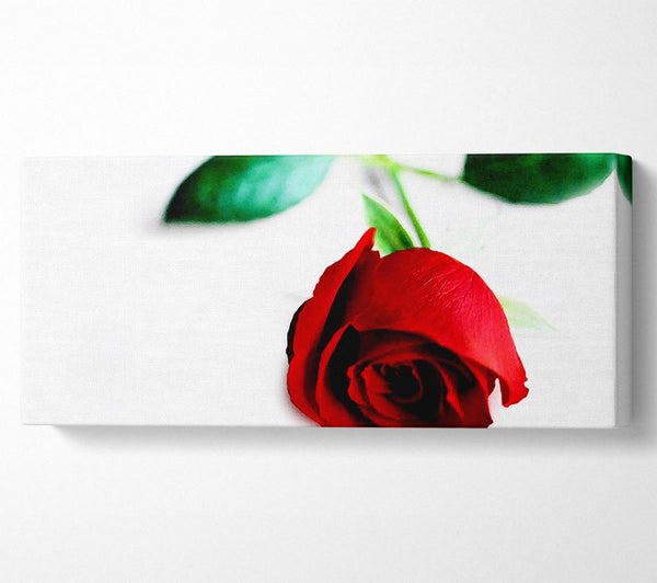 Single Red Rose For The One I Love