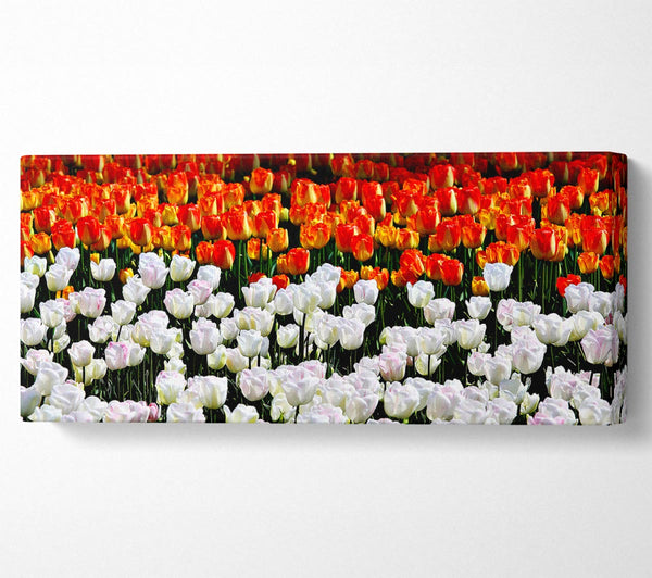 Mixed Tulip Fields