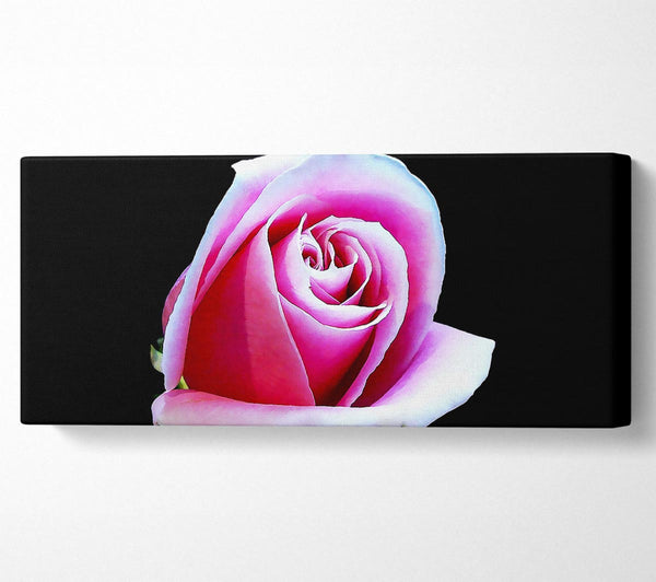 Pink Rose On Black
