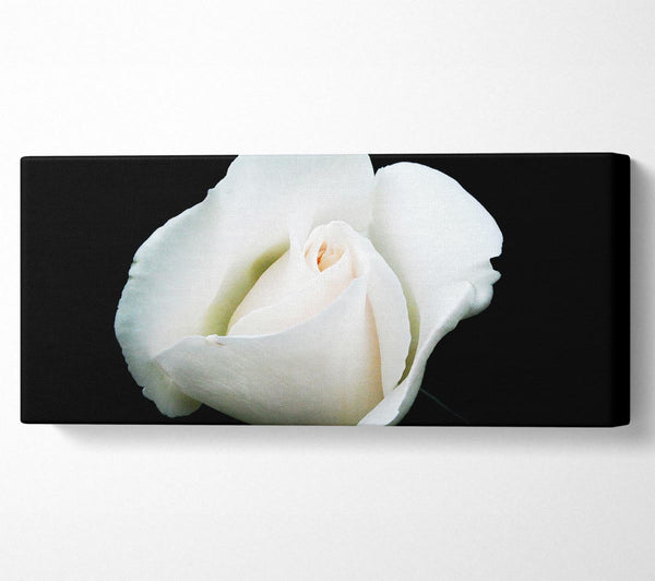 White Rose Blossom