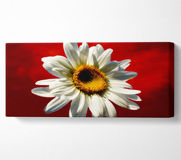 White Daisy On Red