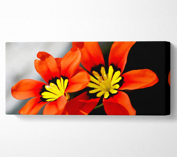 Orange Petaled Beauties