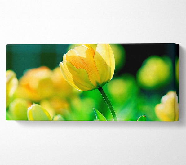 Yellow Tulip Sunlight