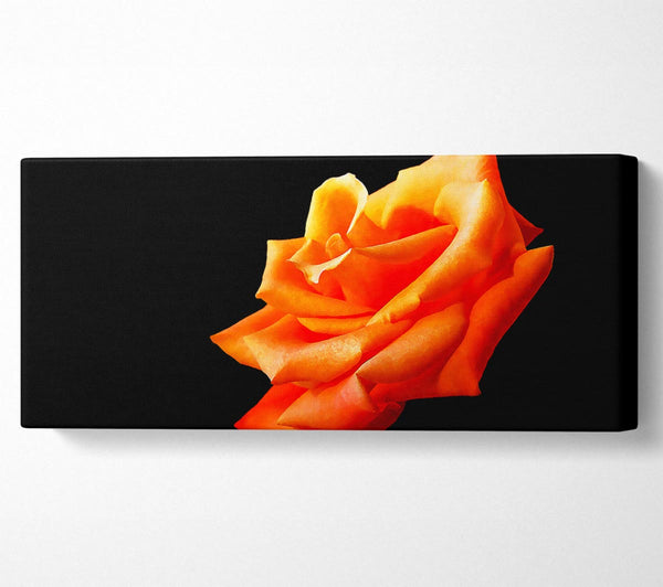 Single Orange Rose In Bloom