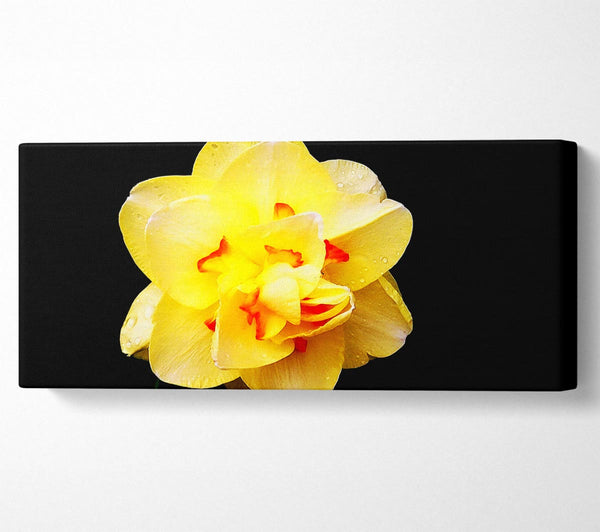 Yellow Star Flower