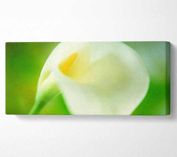 Single White Calla Lily