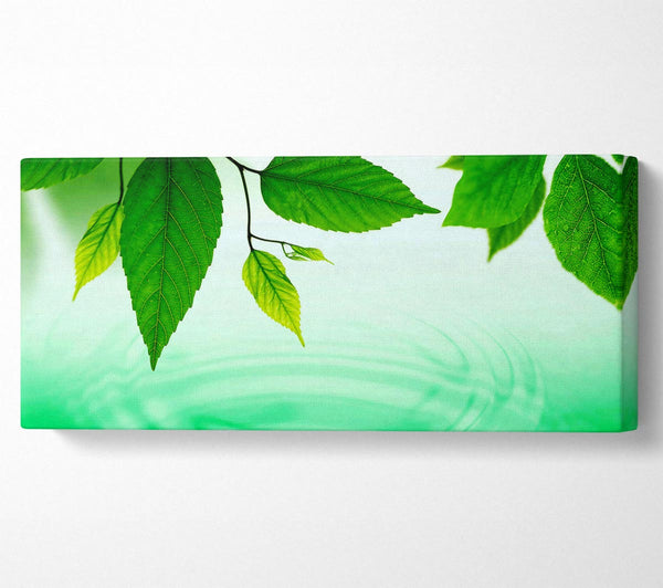 Mint Leaves Near The River