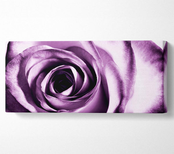 Purple Rose Delight