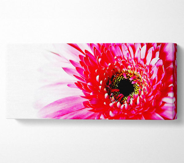 Stunning Pink Gerbera Petals