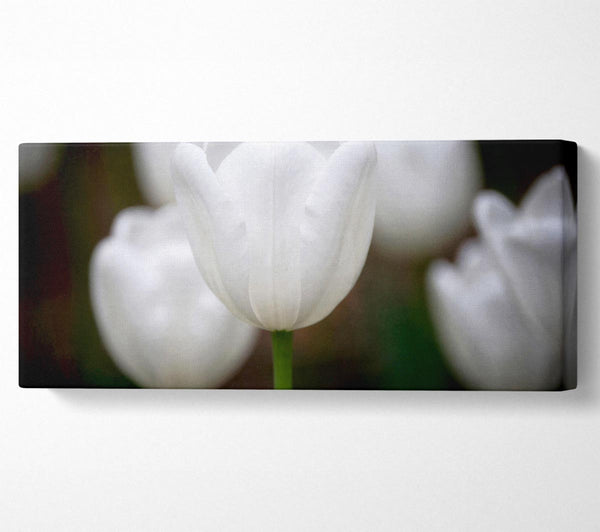 White Snowdrop Beauty