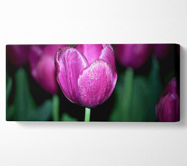 Purple Night Tulip