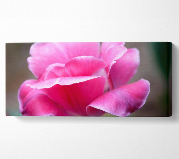 Pink Ruffle Petals