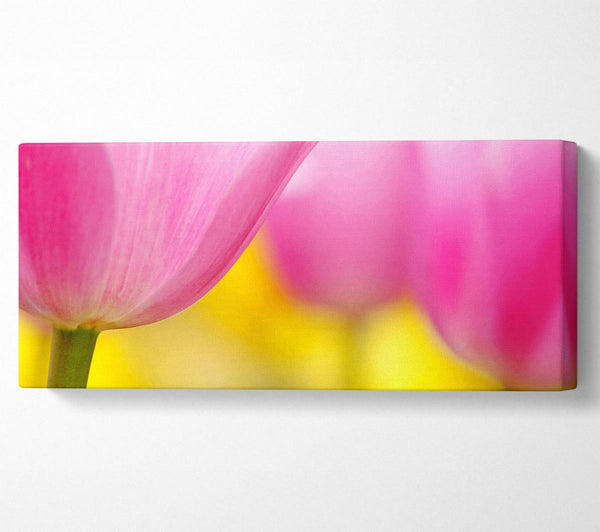 Close-Up Soft Heaven Tulip