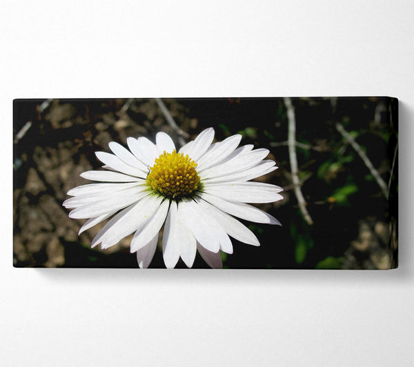 White Single Daisy Head