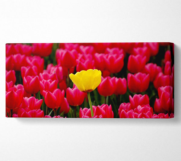 Tulips Strenth
