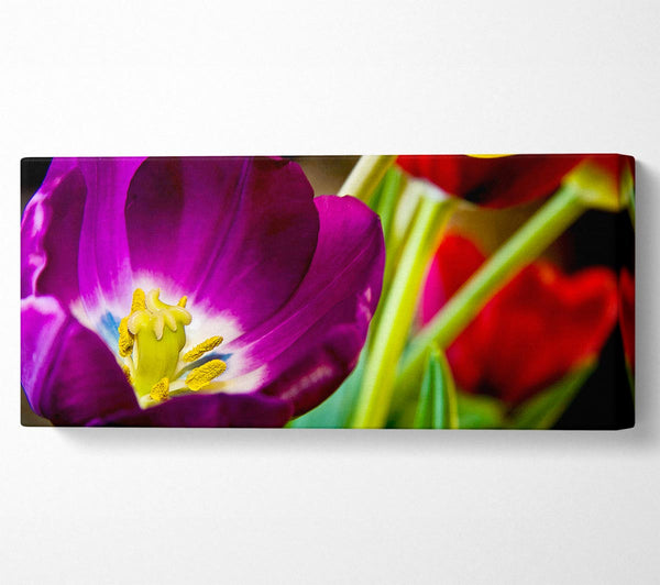 Purple Tulip Centre