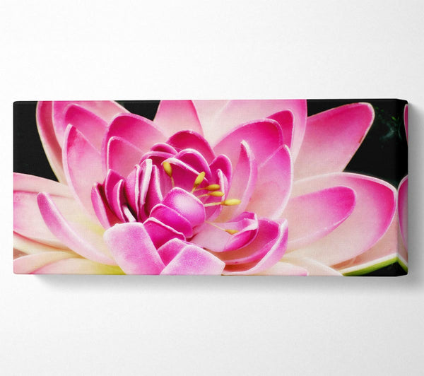 Water Lily Petals