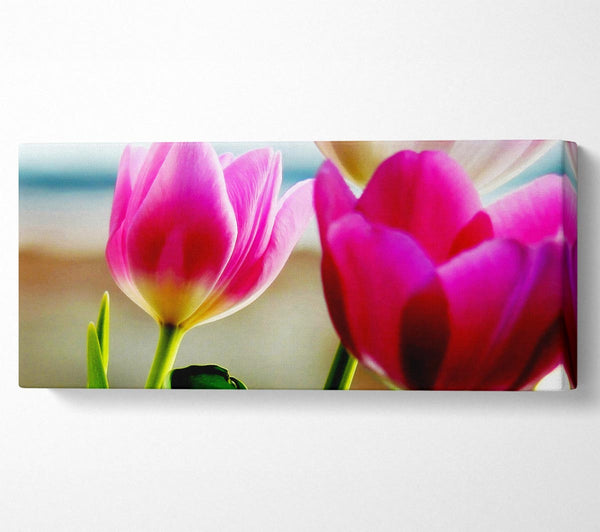 Pink Tulip Parade