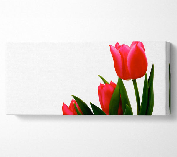 Pink Tulip Trio