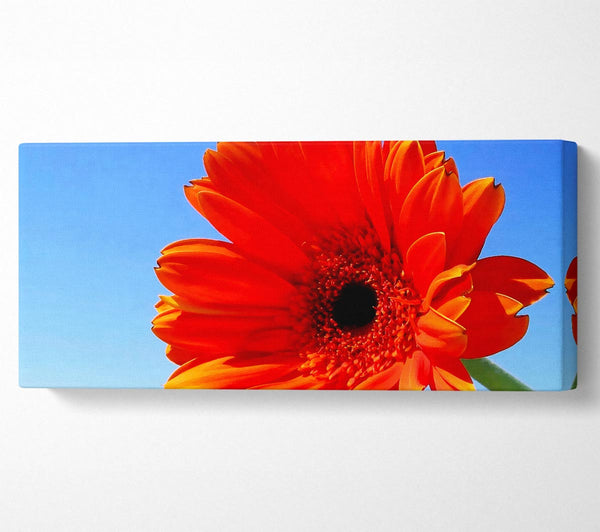 Orange Gerbera Skies