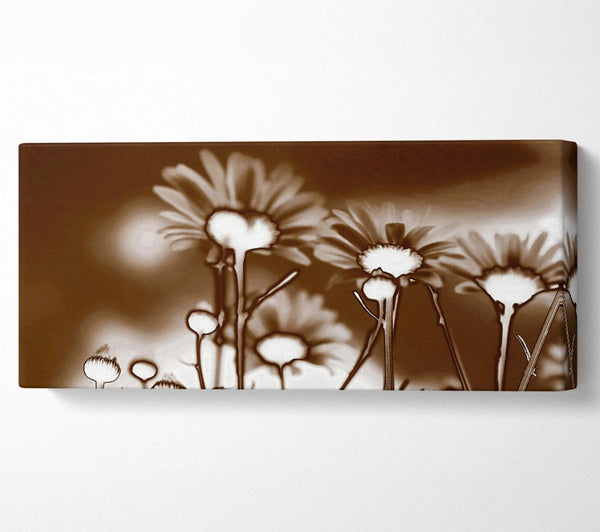 X-Ray Daisys Brown