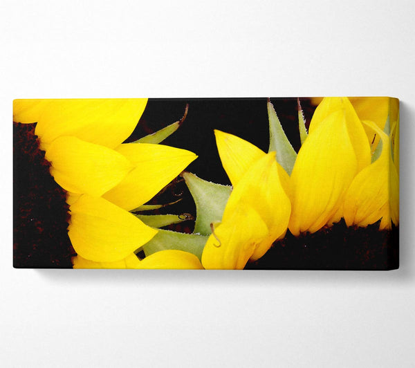 Yellow Sunflower Twins Close-Up
