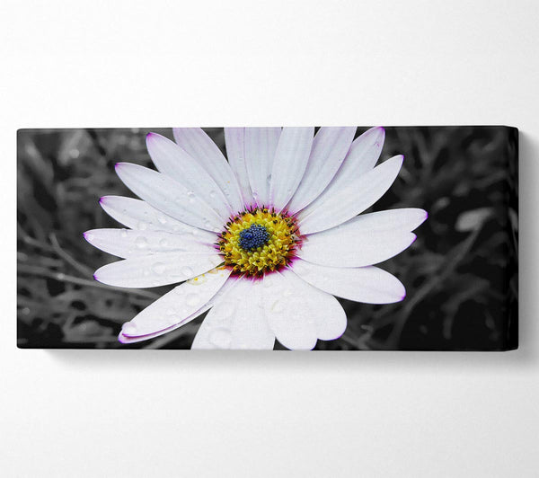 White Daisy On B n W