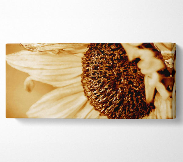 Cocoa Sunflower face