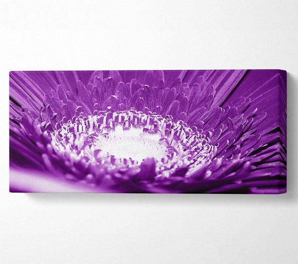 Daisy Centre Purple