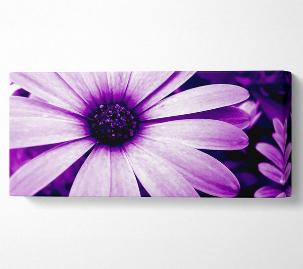 Purple Daisy Petals