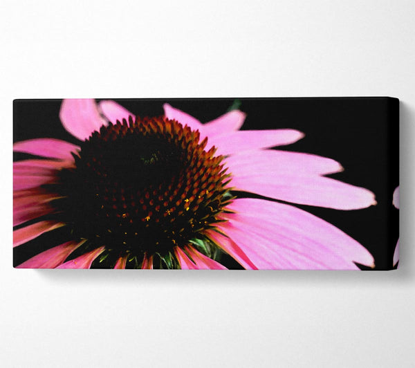 Pom Pom Daisy Centre