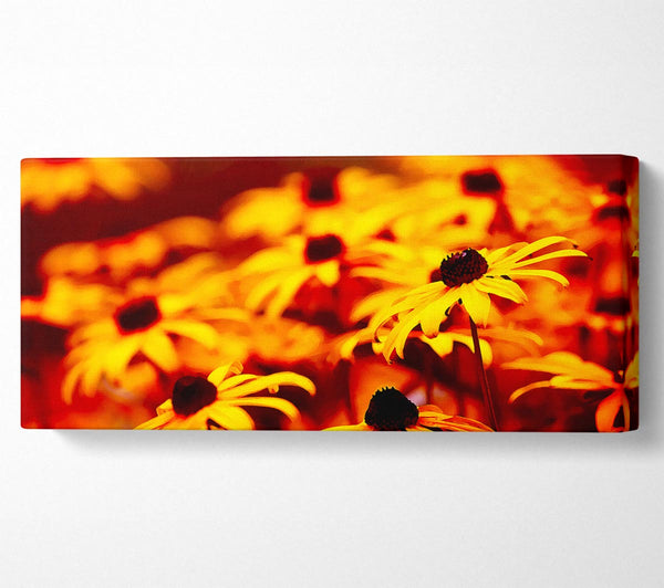 Daisies In Golden Sunlight