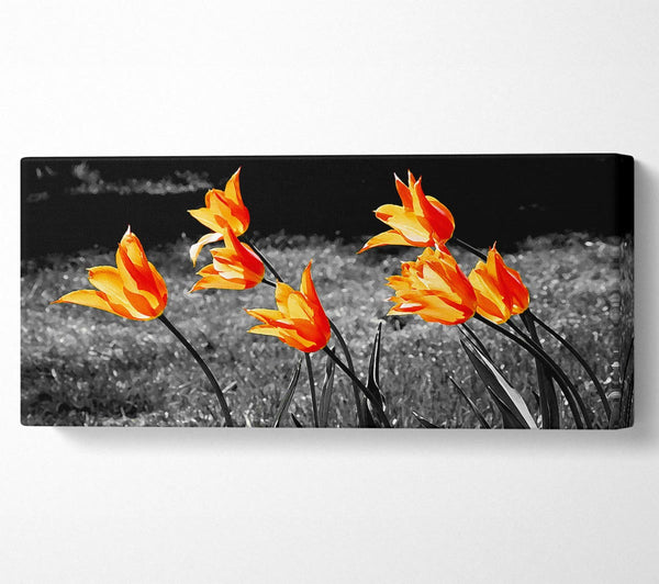 Orange Tulips On B n W