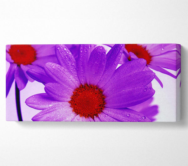 Purple Dew Drop Daisys