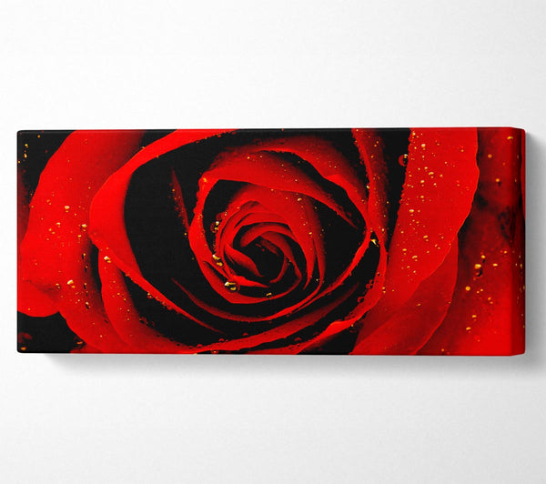 Close-Up Of A Red Rose