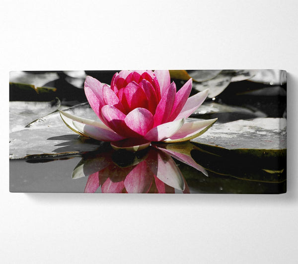 Pink Water Lily Reflections B n W