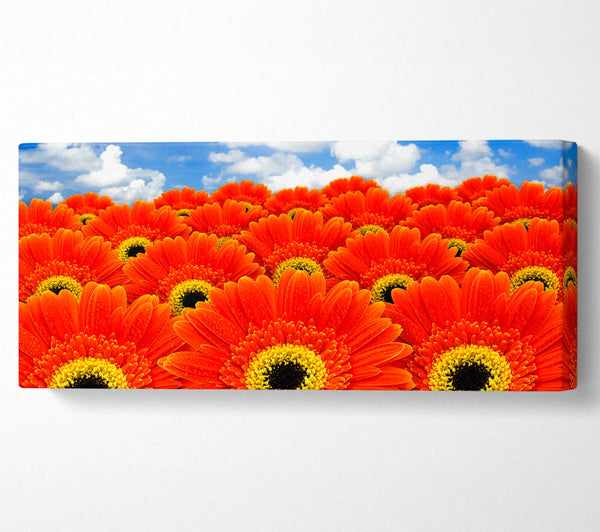 Orange Gerbera Heaven