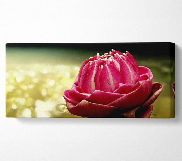 Pink Water Lily Sparkle