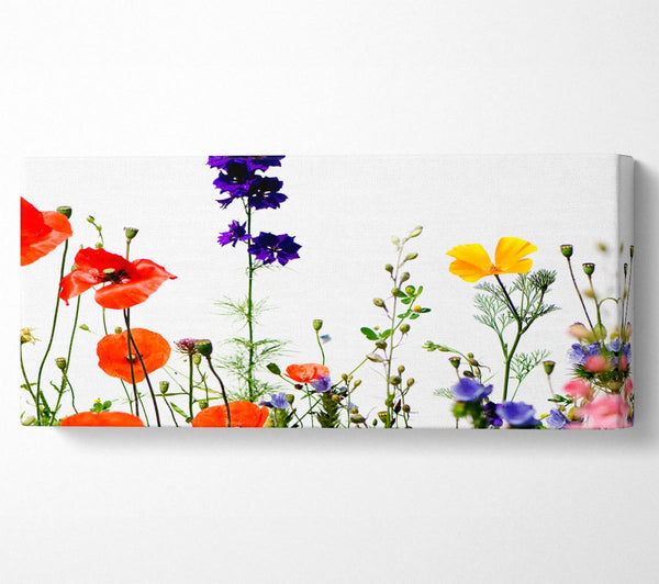 Wild Flower Garden In Bloom