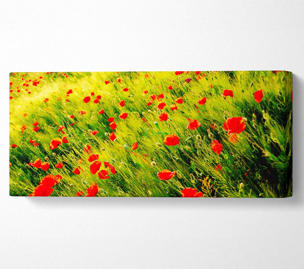 Wild Poppy Field
