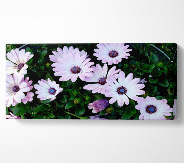 White Pink Baby Daisies