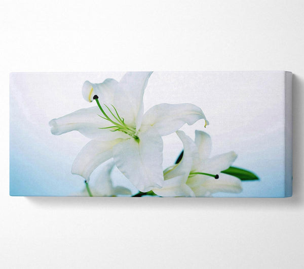 White Flowers In Bloom On Baby Blue