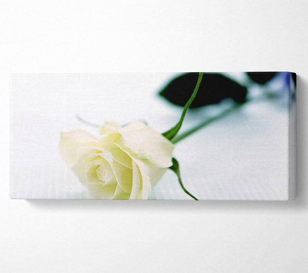 Single White Rose