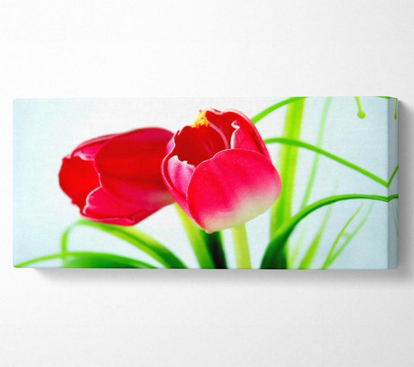 Pink Tulip Duo