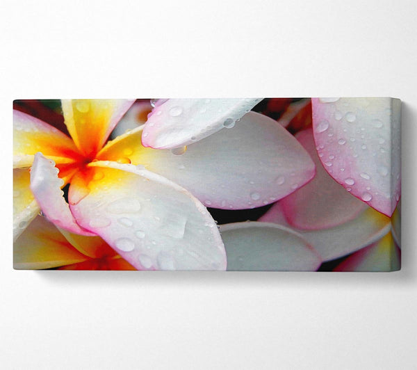 White Petal Dewdrop