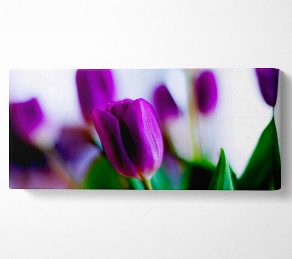 Purple Tulips