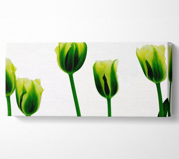 White Green Tulip Parade