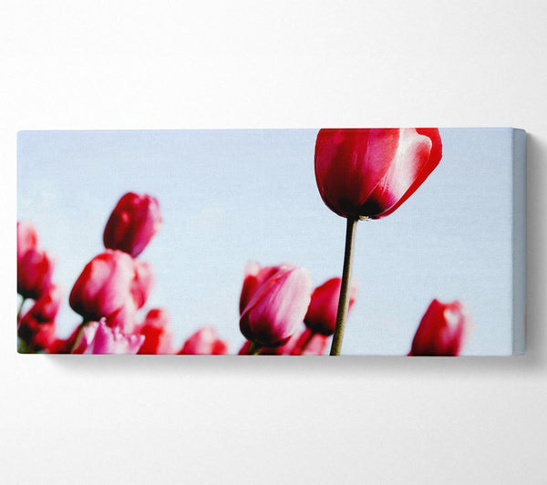 Pink Tulip March